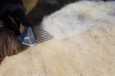 Ноолуураа боловсруулж чадвал 4.3 их наяд төгрөгийн экспорт хийнэ