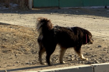 Эзэнтэй нохой, муурын үржлийг зогсоох замаар эзэнгүй нохой, муурын тоог багасгана