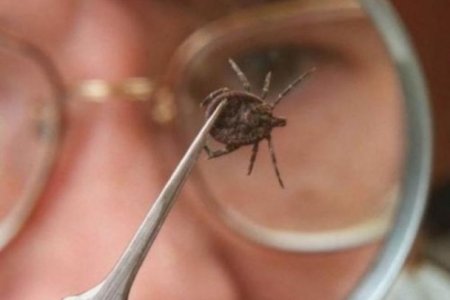 Хачгаар дамжих халдварын 836 сэжигтэй тохиолдол бүртгэгджээ