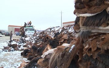 Үхрийн шир 10.000, ноолуур 115.000-120.000, хонины нэхий 800-1000 төгрөгийн ханштай байна