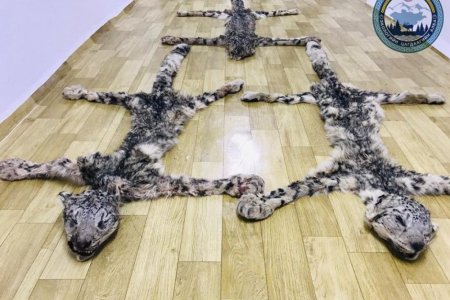 Нэн ховор цоохор ирвэсийн арьс өндөр үнээр худалдах гэж байсныг таслан зогсоолоо