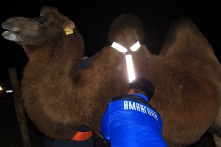 Говийн залуус ослоос сэргийлж малд цацруулагч зүүх аян эхлүүлжээ