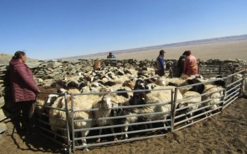 Improving livestock quality and protecting genetic resources ”sub-project is being implemented in three aimags
