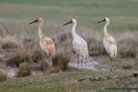 Bird Beyond Standard