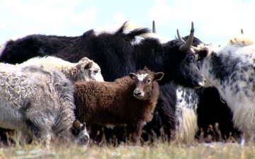 Video training for herders on yak combing/Сарлагийн хөөвөр самнах сургалтын видео