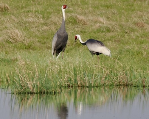 The Valley of Cranes 