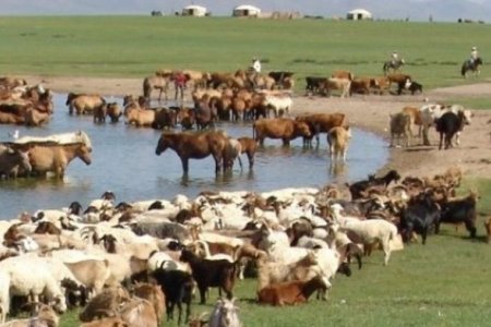 Малын тоо, толгой урьдчилсан байдлаар 70.9 саяд хүрлээ