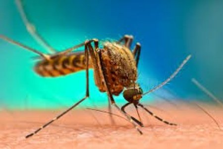 Оксфордын эрдэмтдийн бүтээсэн хумхаа өвчний эсрэг вакциныг баталсан дэлхийн анхны улс Гана боллоо