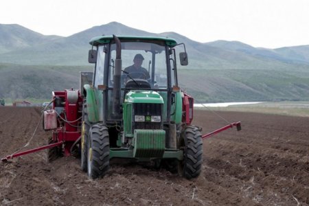 Улсын хэмжээнд 11.6 мянган га-д төмс тариад байна