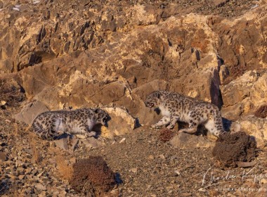 Snow leopard photography winter tour, Mongolia