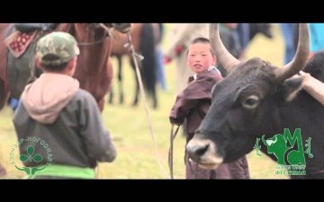 Mongol yak Festival/Сарлагийн баяр