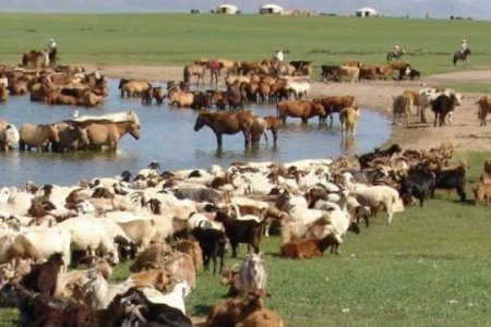  2019 ОНЫ МАЛ ТООЛЛОГО ЯВУУЛНА