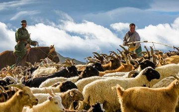 “How to set livestock tax” - an online survey was conducted among herders