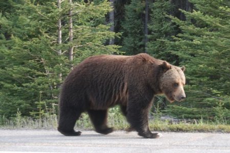 Анхаар! Нийслэлийн ногоон бүсэд баавгай орж иржээ