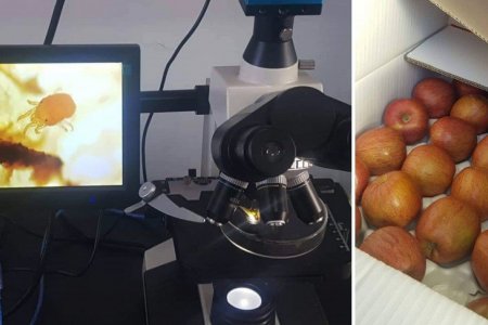 Амьд хачигтай 9.2 тонн алимыг устгалд оруулав