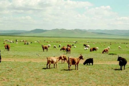 “Тогтвортой хөгжил-нүүдлийн мал аж ахуй” сэдвээр олон улсын уулзалт болно