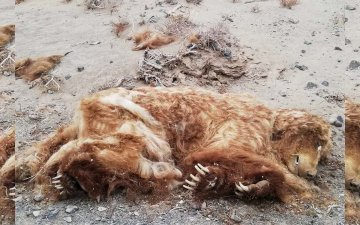 Мазаалайн тоо толгой нэгээр хорогдож, 50 боллоо