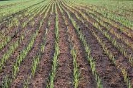 Хаврын тариалалтад зориулж Хөдөө аж ахуйг дэмжих сангаас 13.8 тэрбум төгрөг гаргана