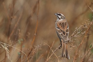 Spring bird migration watching and photography trip to Eastern Mongolia. 