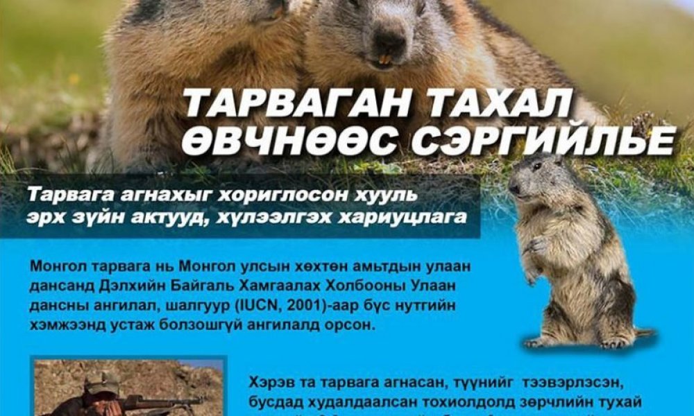 ТАРВАГАН ТАХАЛ ӨВЧНӨӨС СЭРГИЙЛЬЕ! 