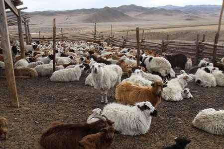Монгол Улс түүхэндээ хамгийн их буюу 66.2 сая малтай болжээ