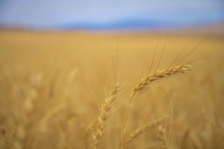 Ургац хураалтаа шуурхайлж, өндөр зохион байгуулалттай ажиллах чиглэл өглөө