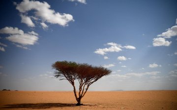 Саудын Араб улс ирэх 10 жилд 10 тэрбум мод тарина