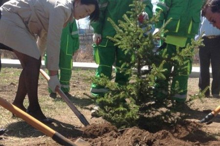 Бүх нийтээр мод тарих өдөр энэ амралтын өдрүүдэд болно