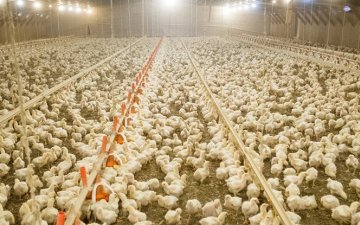 ОХУ​​​​​​​-д шувууны томуугийн 