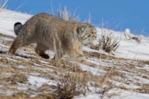 Winter mammal and birding tour