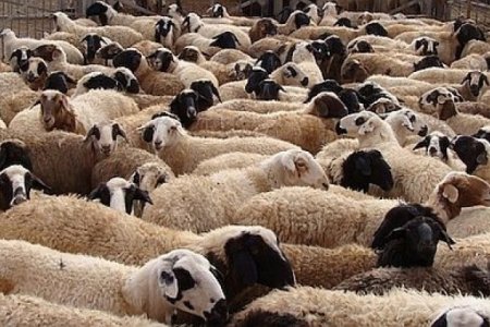 ХХААХҮЯ: Ноосны урамшуулал  малчдын нэрийн дансанд орж эхэллээ