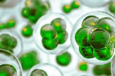 ДЭГДЭМХИЙ ОРГАНИК НЭГДЛҮҮД