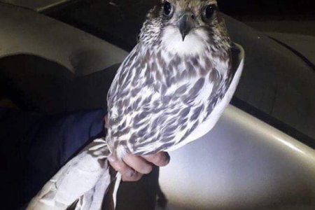 ЭДЛЭГ ШОНХОР, НОГТРУУ ШУВУУДЫГ ЗОХИХ ЗӨВШӨӨРӨЛГҮЙ ТЭЭВЭРЛЭЖ ЯВСАН ЗӨРЧЛИЙГ ШАЛГАЖ БАЙНА