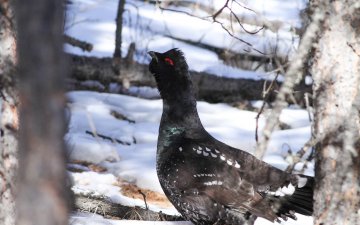 Wintering birds of Siberian taiga forest in Mongolia