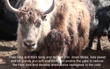 Yak wool preparation (Eng)/Сарлагийн хөөвөр бэлтгэл англи тайлбартай