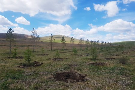 AIC staff planting trees for a good cause