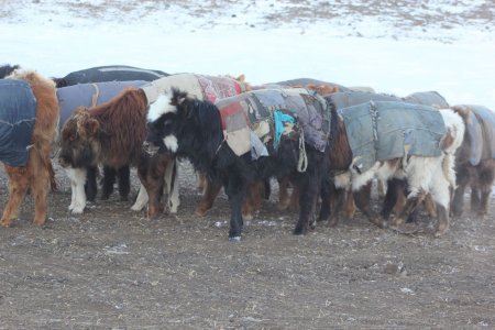 Өвөлжилт хүндэрснээс зуд нүүрлэж эхэллээ