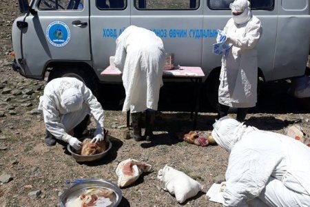 Ховд аймагт тарваган тахлын сэжигтэй тохиолдол илэрлээ