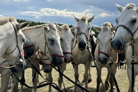 The Darkhad White Horse
