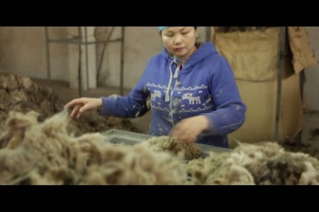 Requirement for raw material preparation by herders/Малчдын түүхий эд бэлтгэлд тавигдах шаардлага