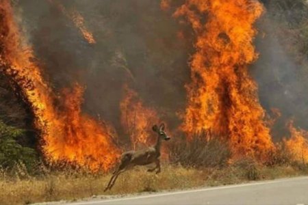 Сибирийн ойд гарсан түймэр хамрах хүрээгээ тэлжээ