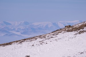 EPIC!!  Winter mammal (Snow leopard, Pallas’ cat, wolves and other) photography tour with Singaporeans