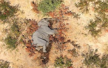 БНБУ-д 360 гаруй заан үл мэдэгдэх шалтгаанаар үхжээ