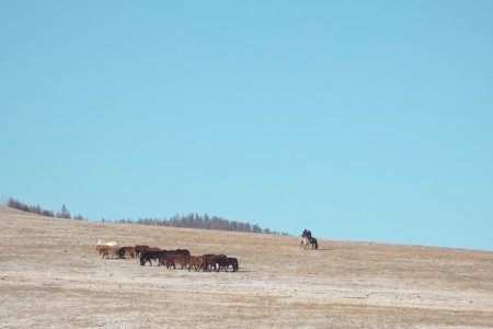 Монгол улсад байгалийн гамшигт үзэгдэл 1996-2010 оны хооронд жилд дунджаар 2400 орчим бүртгэгддэг байжээ