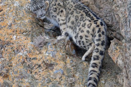 Snow Leopard Tour in November 2024