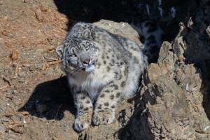 Snow Leopard Tour