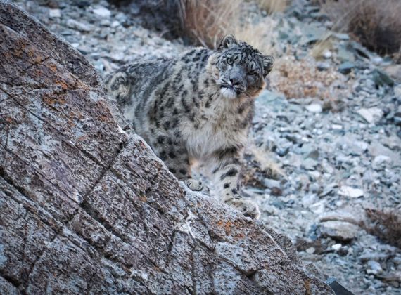 Mammal watching<br>tours