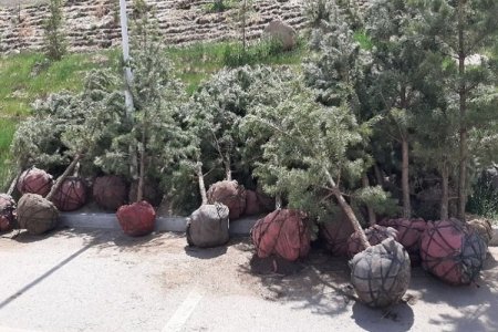 Зөвшөөрөлгүй 400 ширхэг зулзаган нарс мод бэлтгэн, худалдахыг завджээ