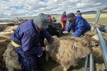 Practical Trainings on Yak Down and Camel Wool Preparation Are Being Organized to Increase Quality and Market Value