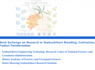 Work Exchange on Research in Seabuckthorn Breeding, Cultivation, andProduct Transformation